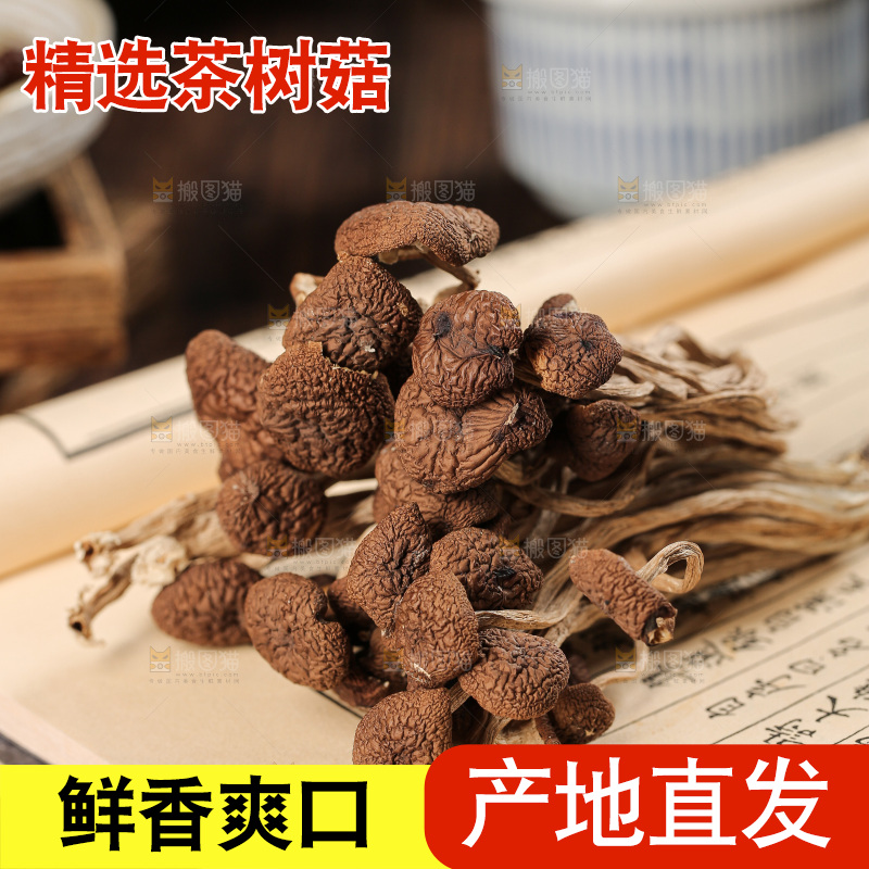 茶树菇