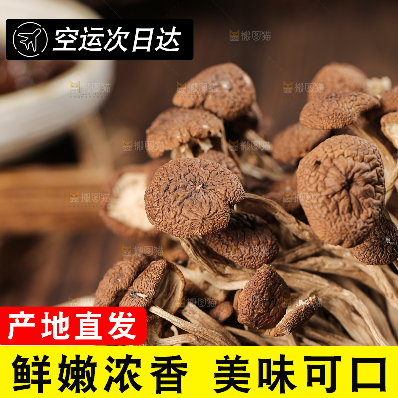 茶树菇