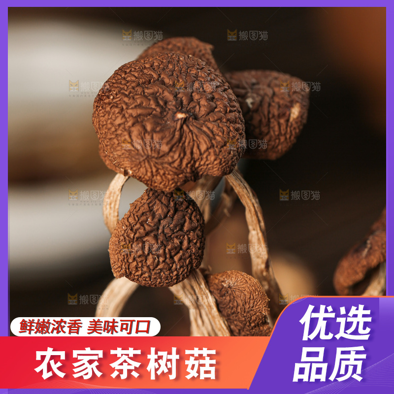 茶树菇