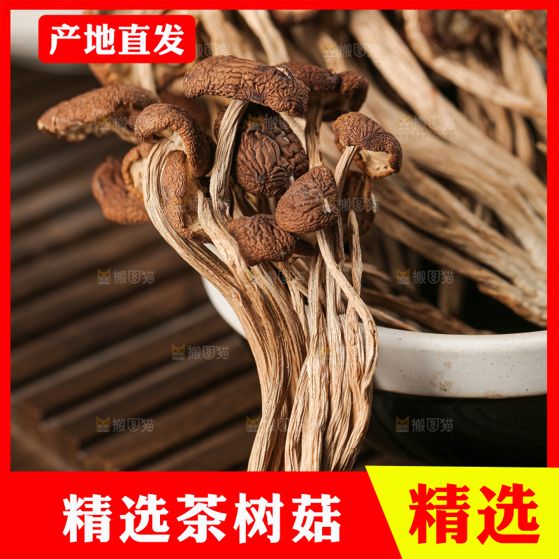 茶树菇