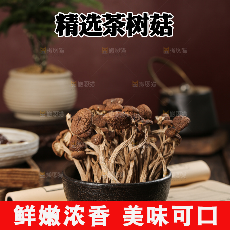 茶树菇