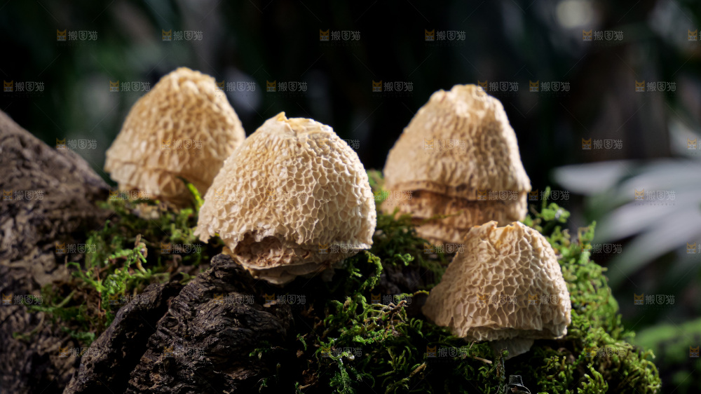 竹毛肚