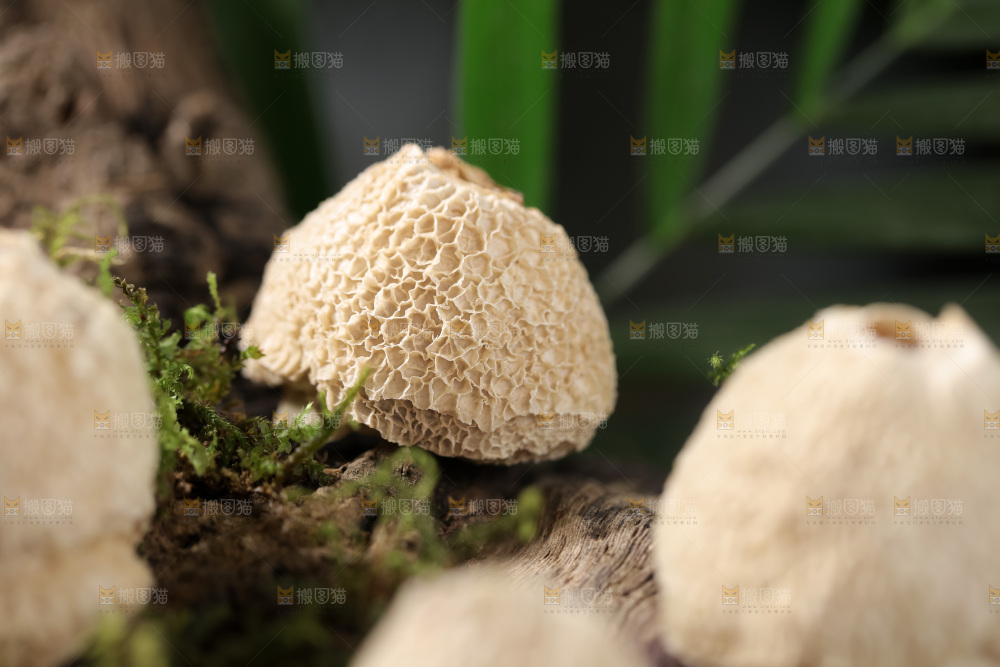 竹毛肚