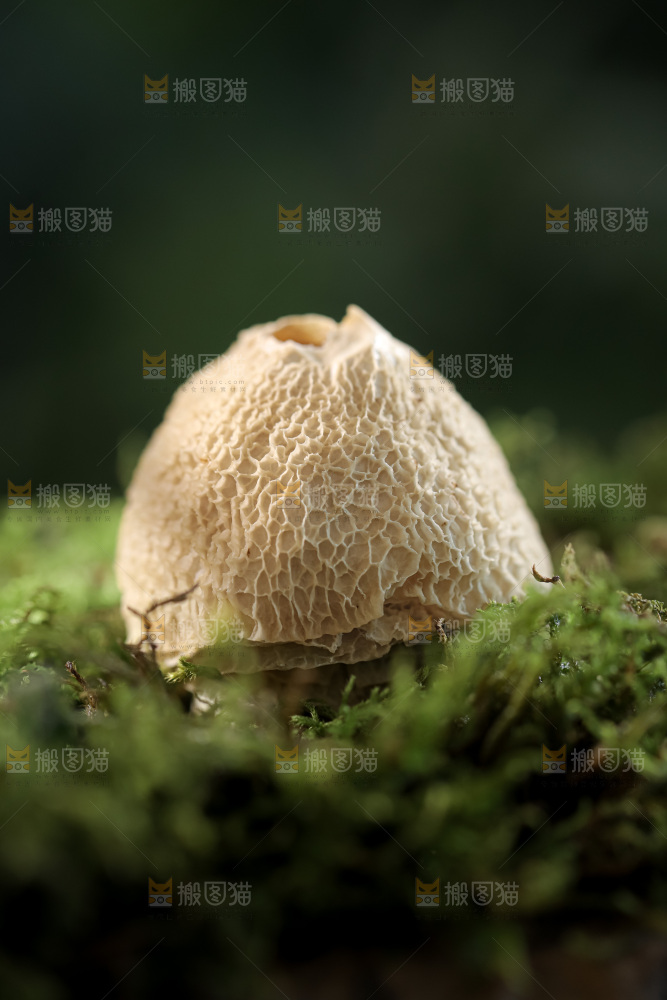 竹毛肚