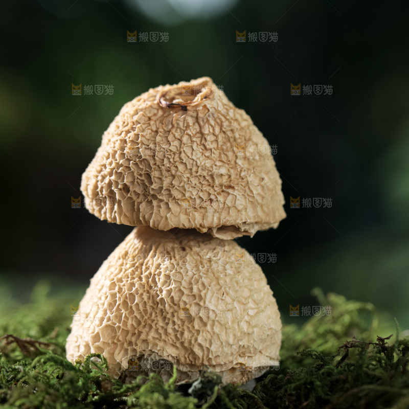 竹毛肚