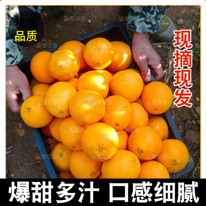 赣南脐橙