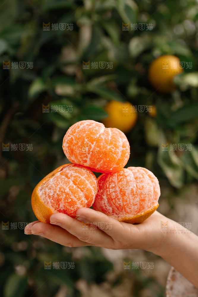 宜昌蜜桔