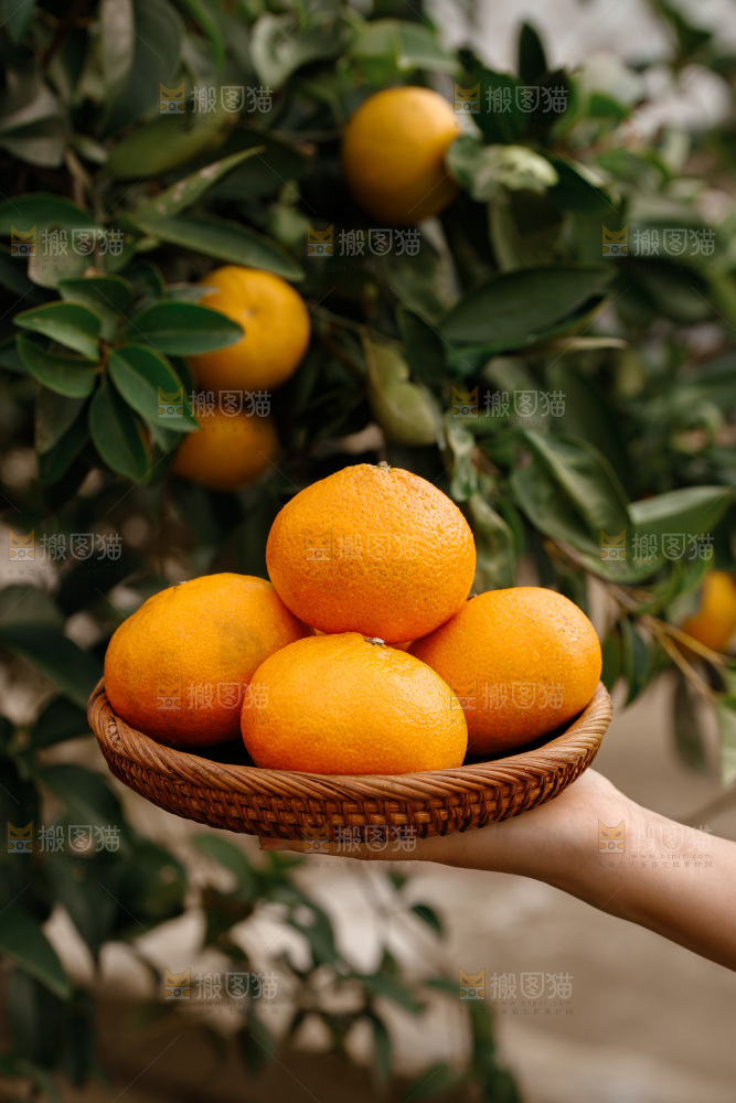 宜昌蜜桔