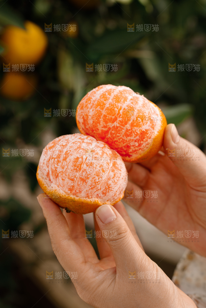 宜昌蜜桔