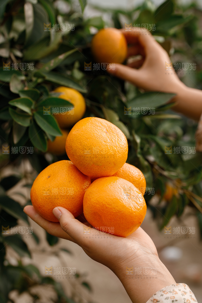 宜昌蜜桔