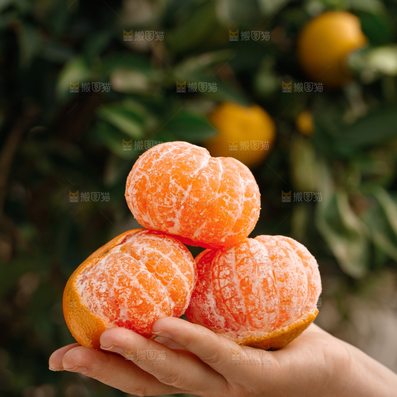 宜昌蜜桔
