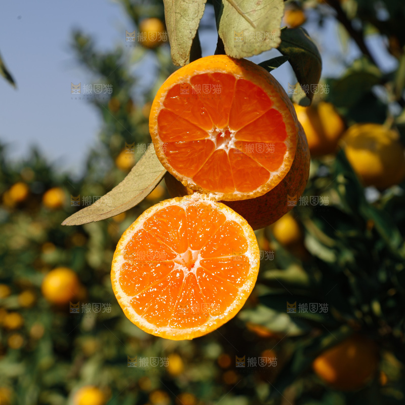 宜昌蜜桔
