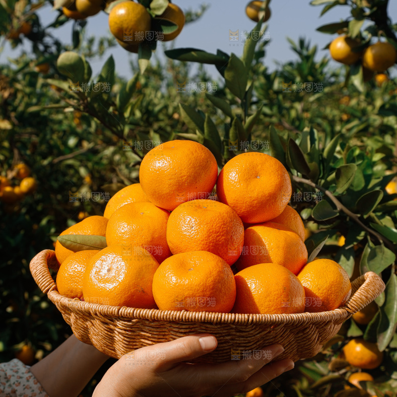 宜昌蜜桔