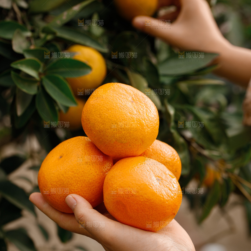 宜昌蜜桔