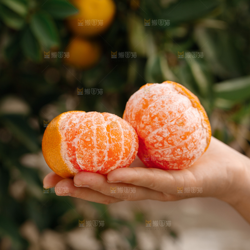 宜昌蜜桔