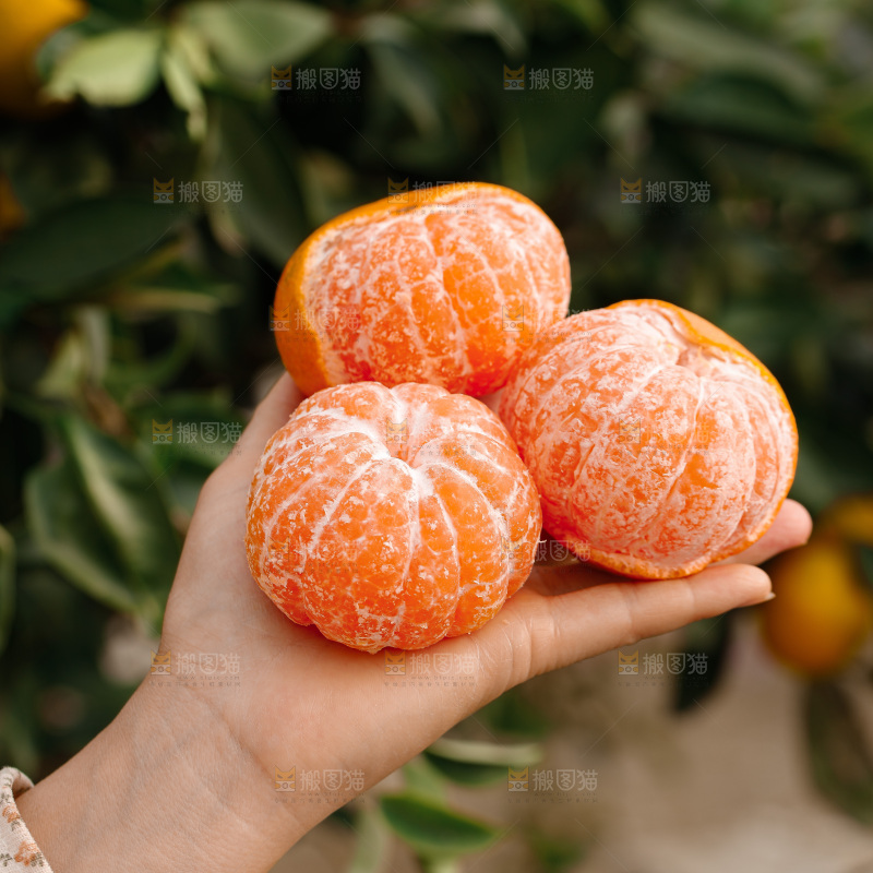 宜昌蜜桔