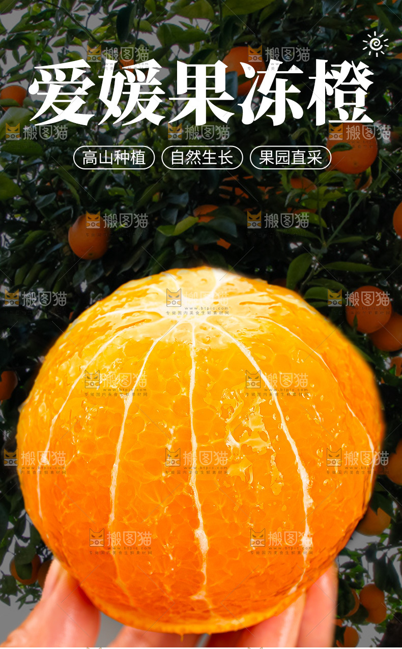 爱媛果冻橙详情页