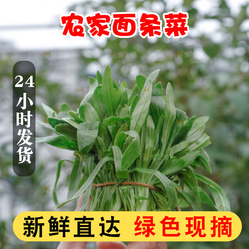 面条菜