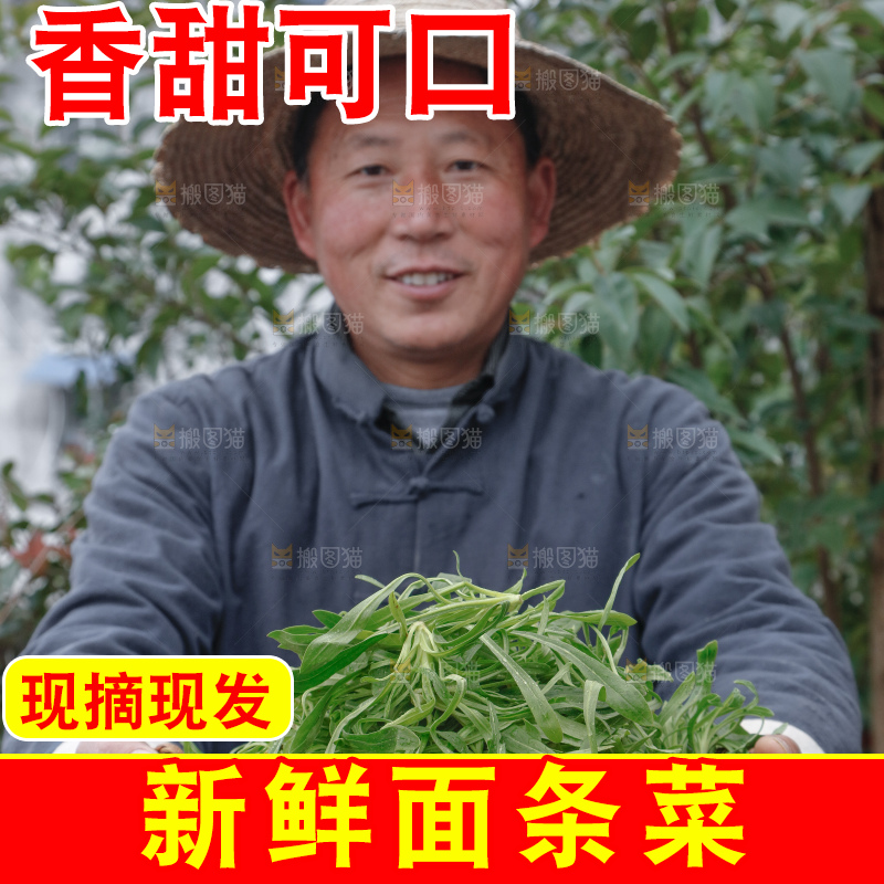面条菜