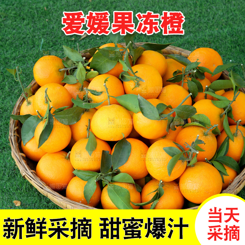 爱媛果冻橙
