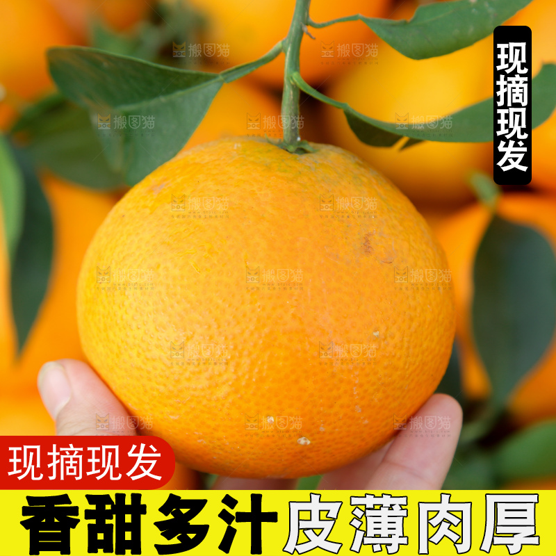 爱媛果冻橙