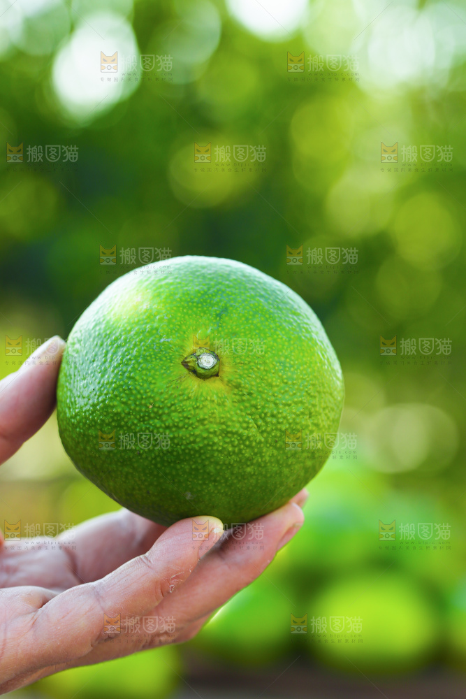 寻乌蜜桔