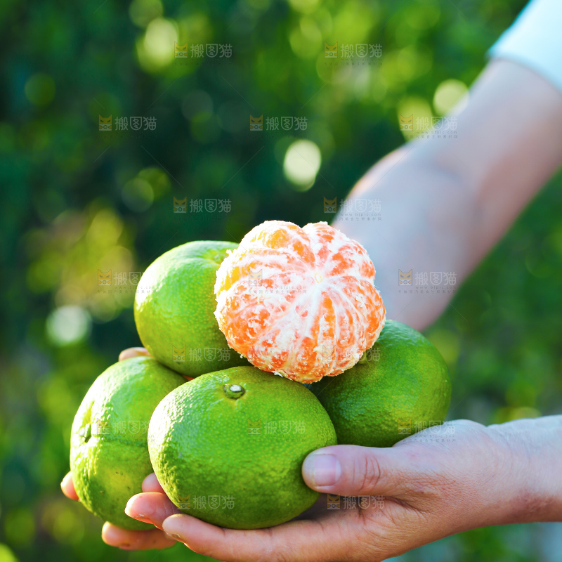 寻乌蜜桔