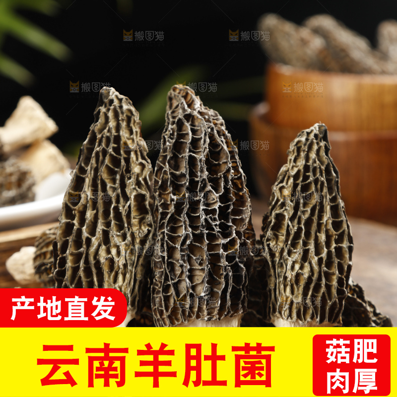 羊肚菌