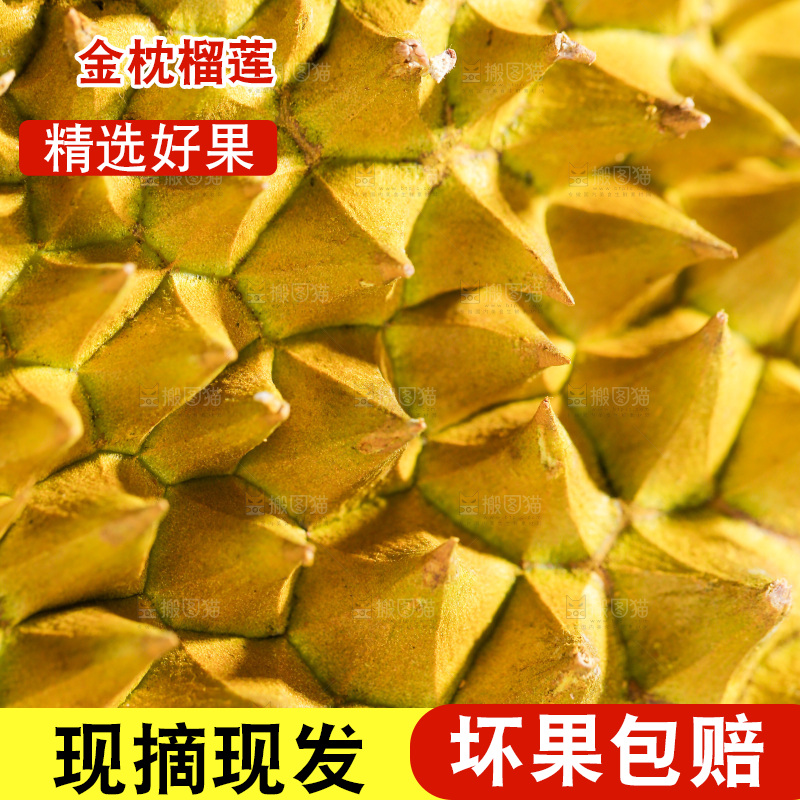 金枕榴莲