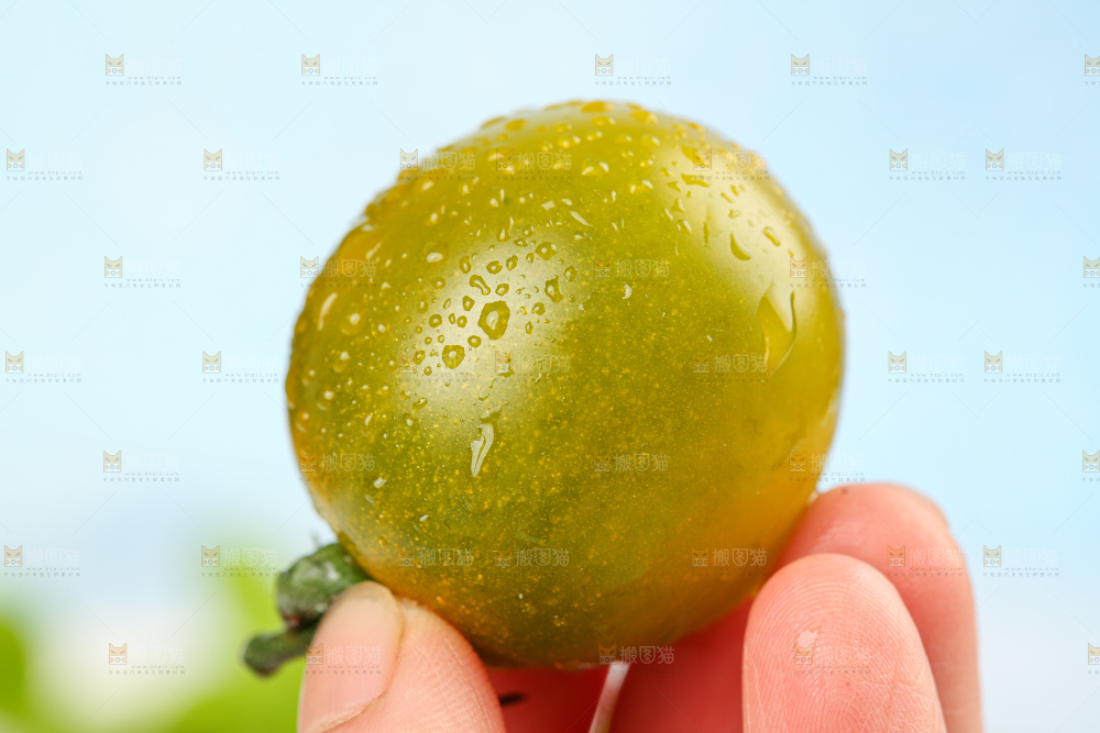 青口蜜小番茄