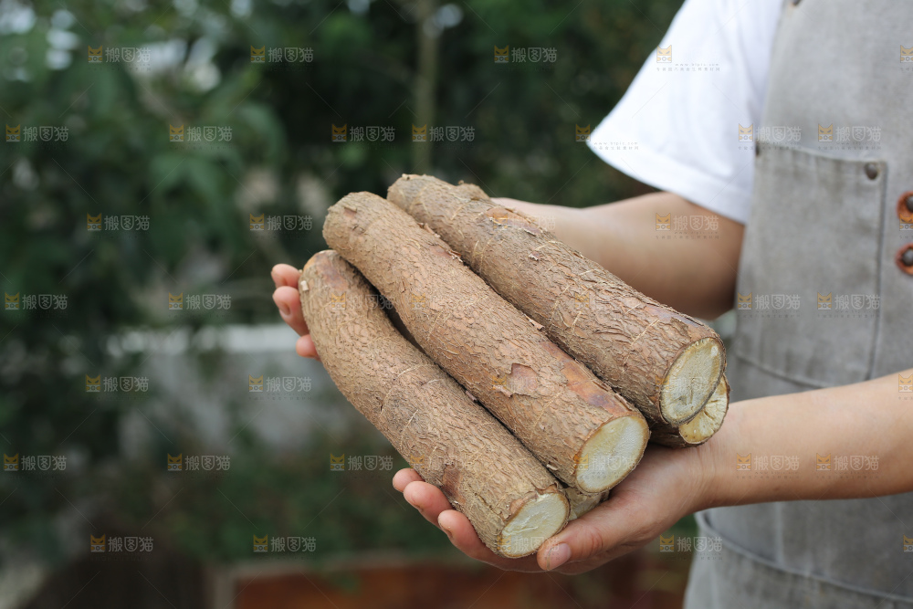 木薯