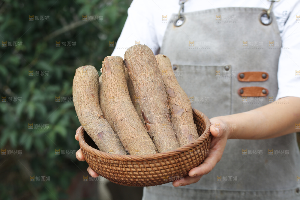 木薯