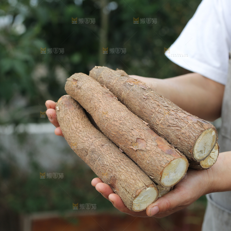木薯
