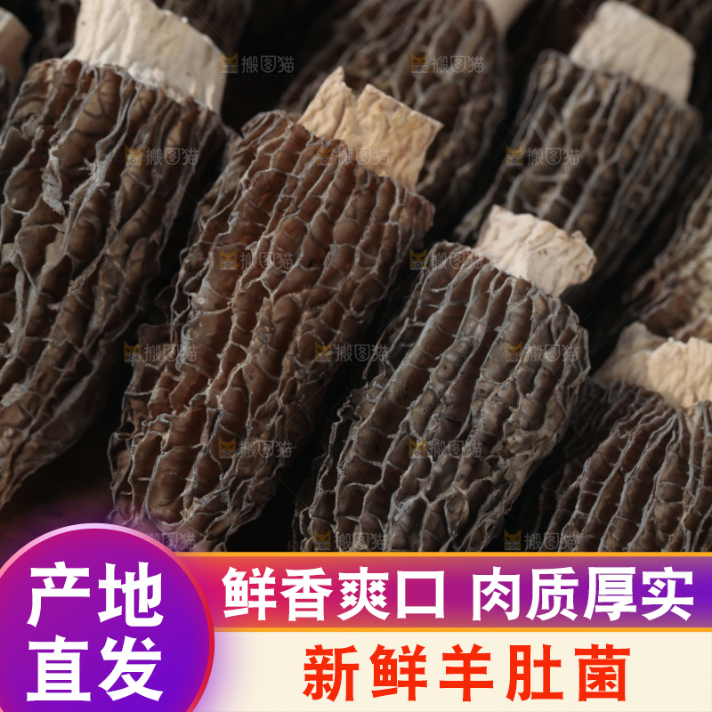 羊肚菌
