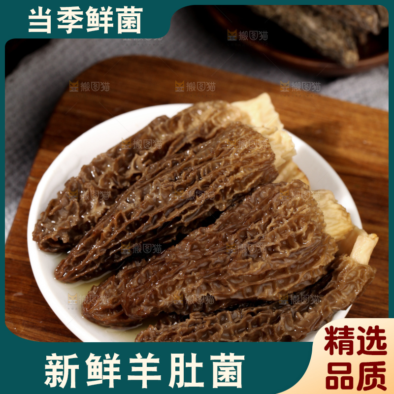 羊肚菌