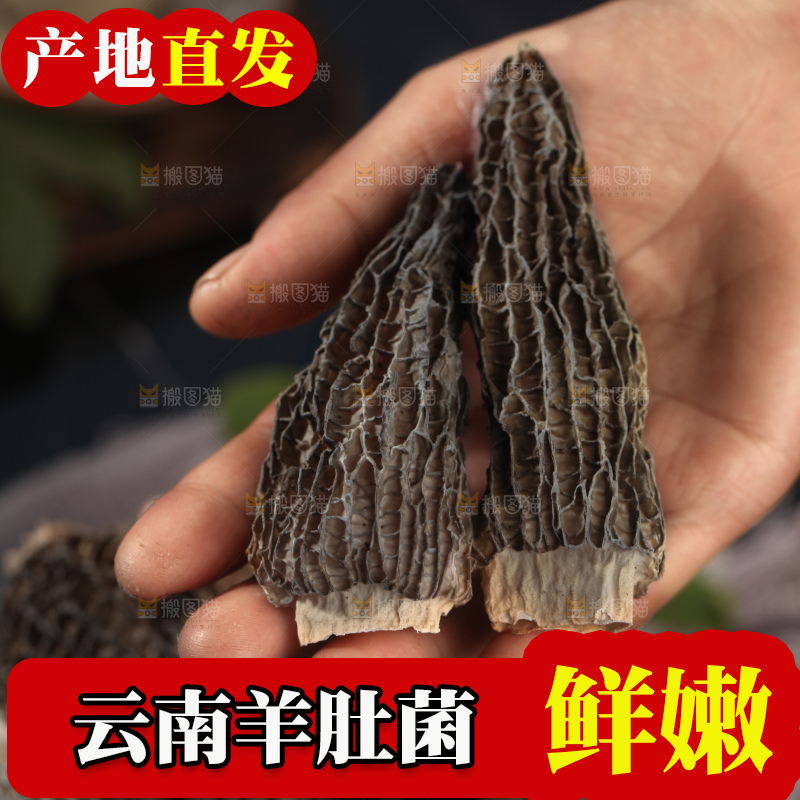 羊肚菌