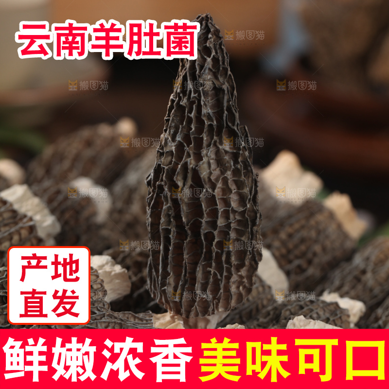 羊肚菌