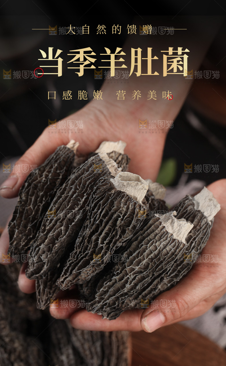 干羊肚菌详情页