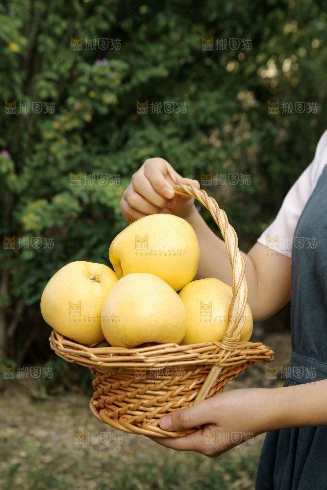 维纳斯苹果 
