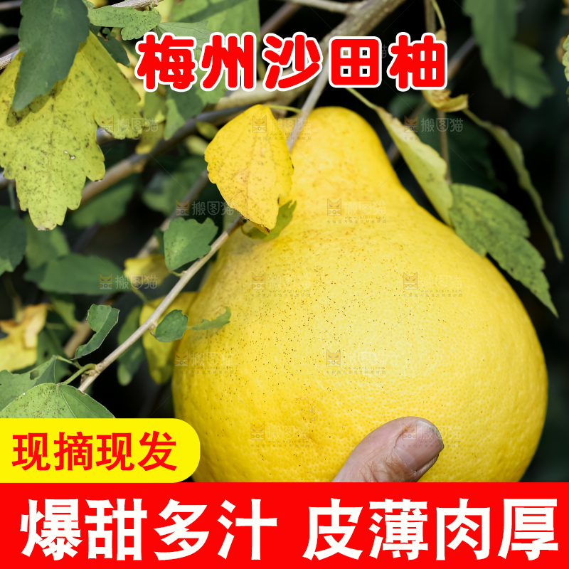 沙田柚