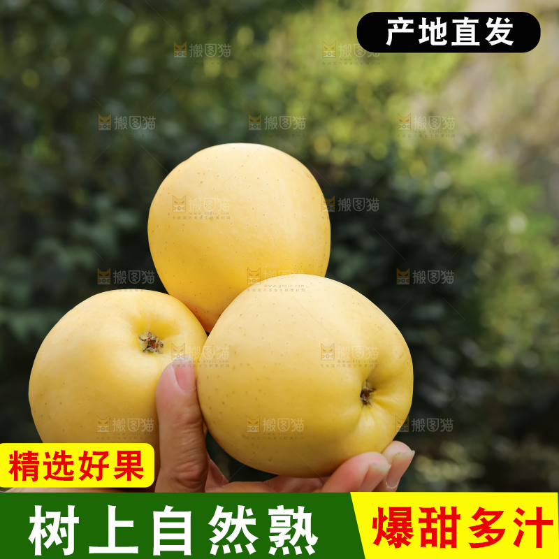 维纳斯苹果