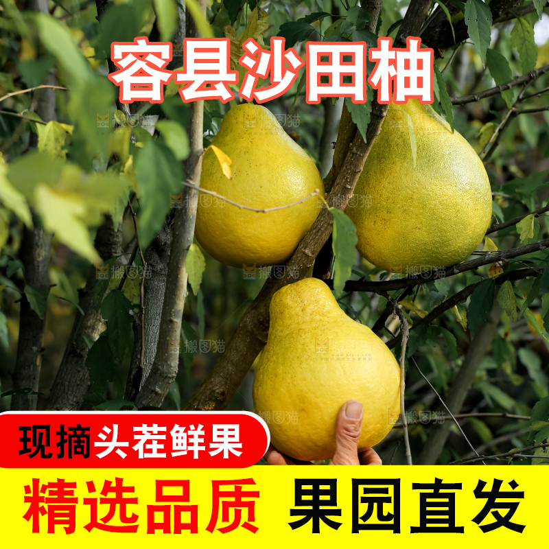 沙田柚