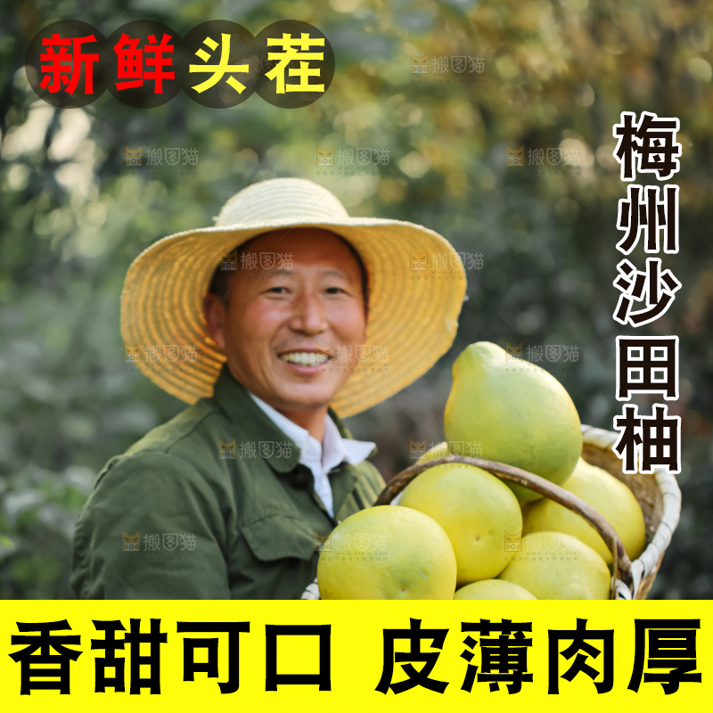 沙田柚