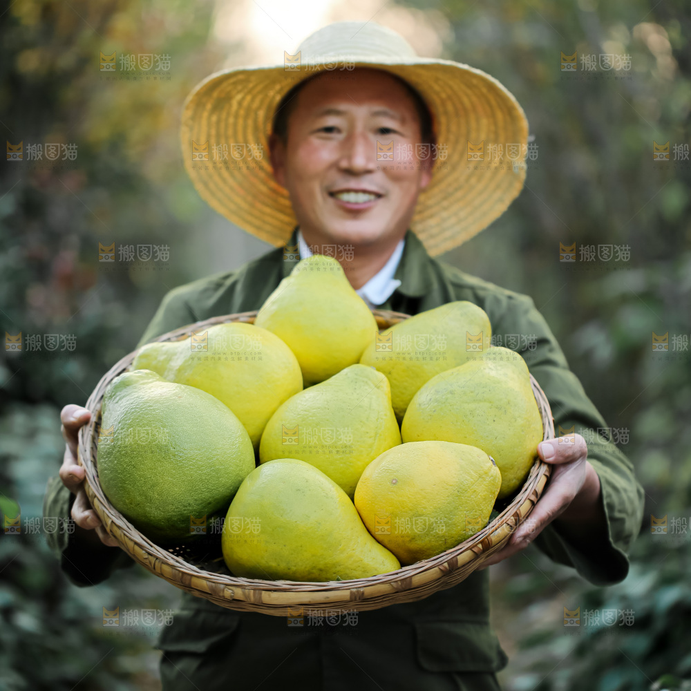沙田柚