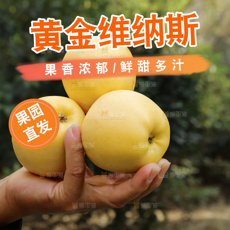 维纳斯苹果