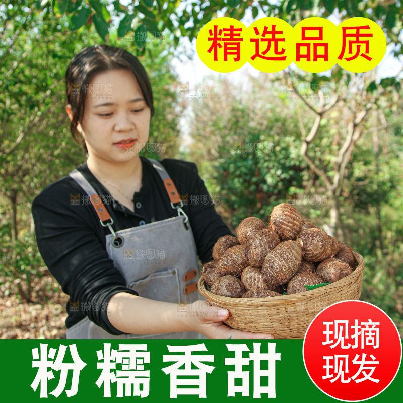 牛奶小芋头