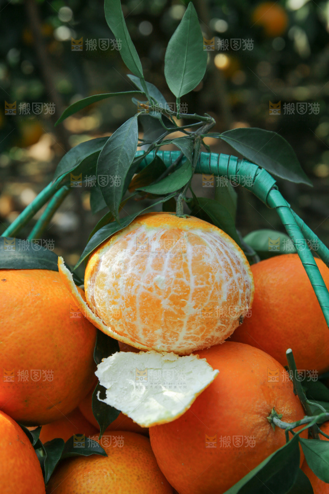 爱媛果冻橙