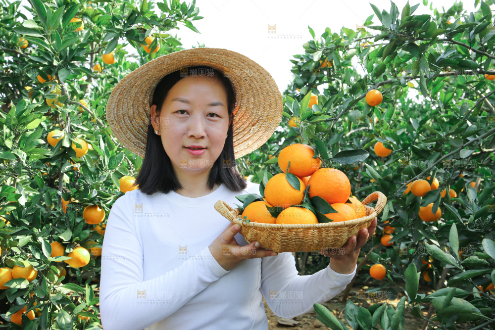 爱媛果冻橙
