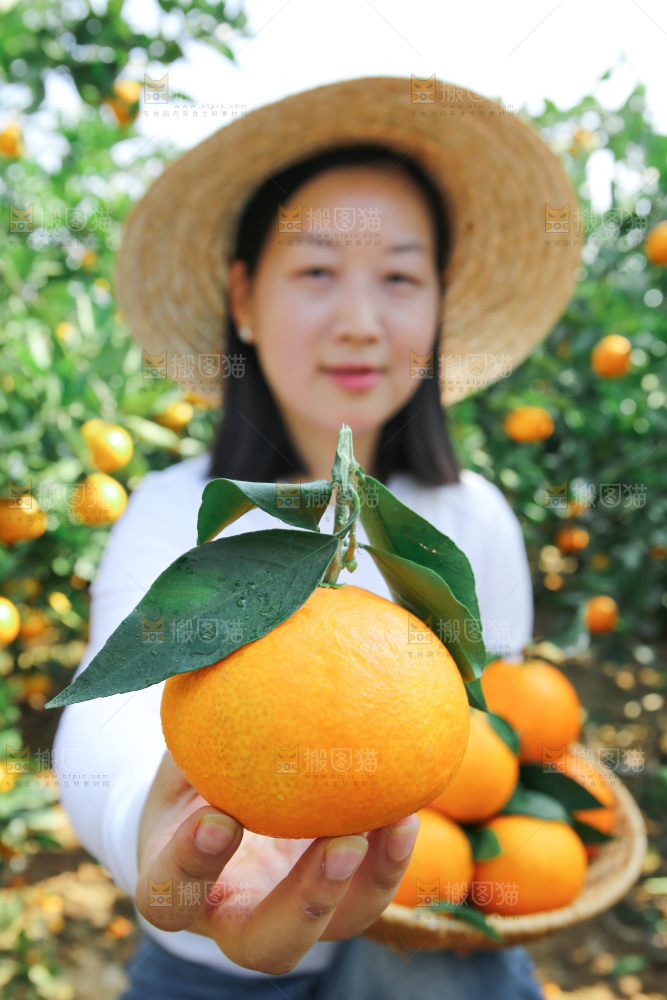 爱媛果冻橙