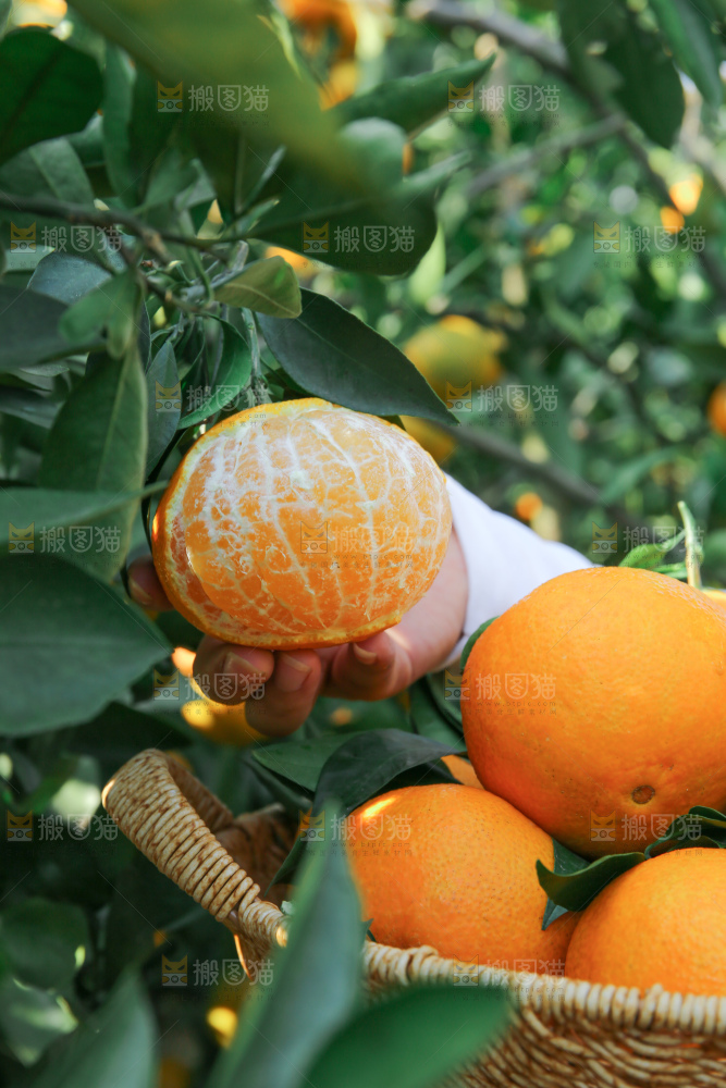 爱媛果冻橙